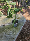 Shangri La Pothos Live Plant 3" Pot Variegated Green Epipremnum Aureum