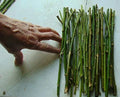 50 Hybrid Willow Tree Cuttings | Thin | 1/4 Inch or Smaller | Salix × sepulcralis