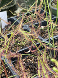 Drosera Binata Staghorn - Live Bare Root Carnivorous Plant - Unique Insect-Eating Variety