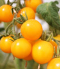 Organic Galina's Cherry Yellow Tomato Seeds - 20 Freshly Harvested Seeds - Heirloom Variety