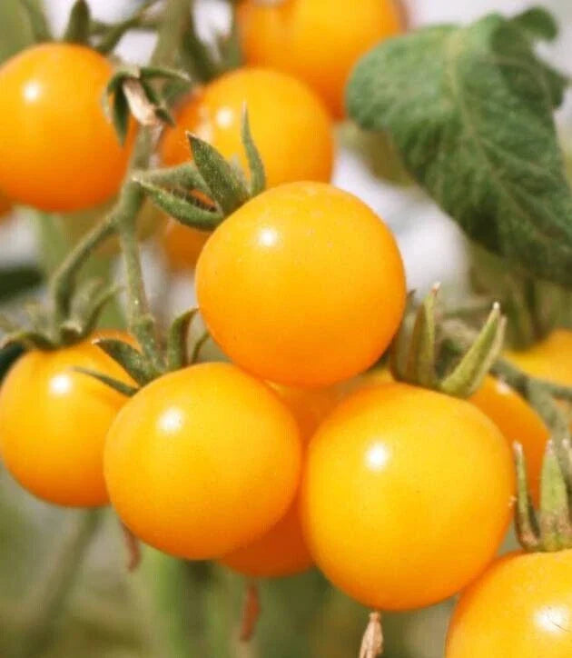 Organic Galina's Cherry Yellow Tomato Seeds - 20 Freshly Harvested Seeds - Heirloom Variety