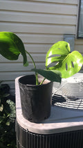 Philodendron Plant 1 Gallon Live Monstera Deliciosa Split Leaf Bare Root