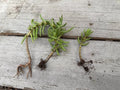Pine Tree Succulent Cuttings 3-Pack with Roots - Cactus Variety - Perfect for Plant Lovers & Home Decor