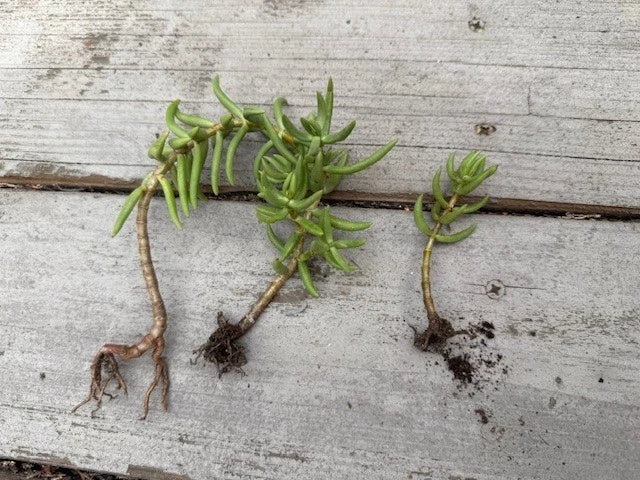Pine Tree Succulent Cuttings 3-Pack with Roots - Cactus Variety - Perfect for Plant Lovers & Home Decor