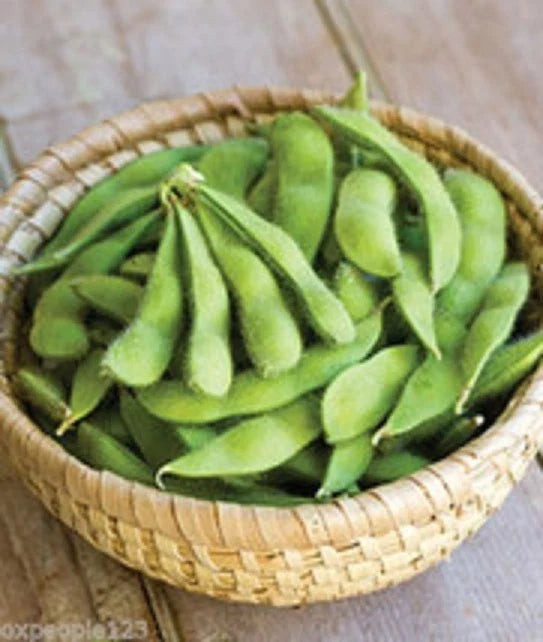 Be Sweet Japanese Edamame Soy Bean Seeds - 15+ Seeds | Glycine max | USA Asian Vegetable
