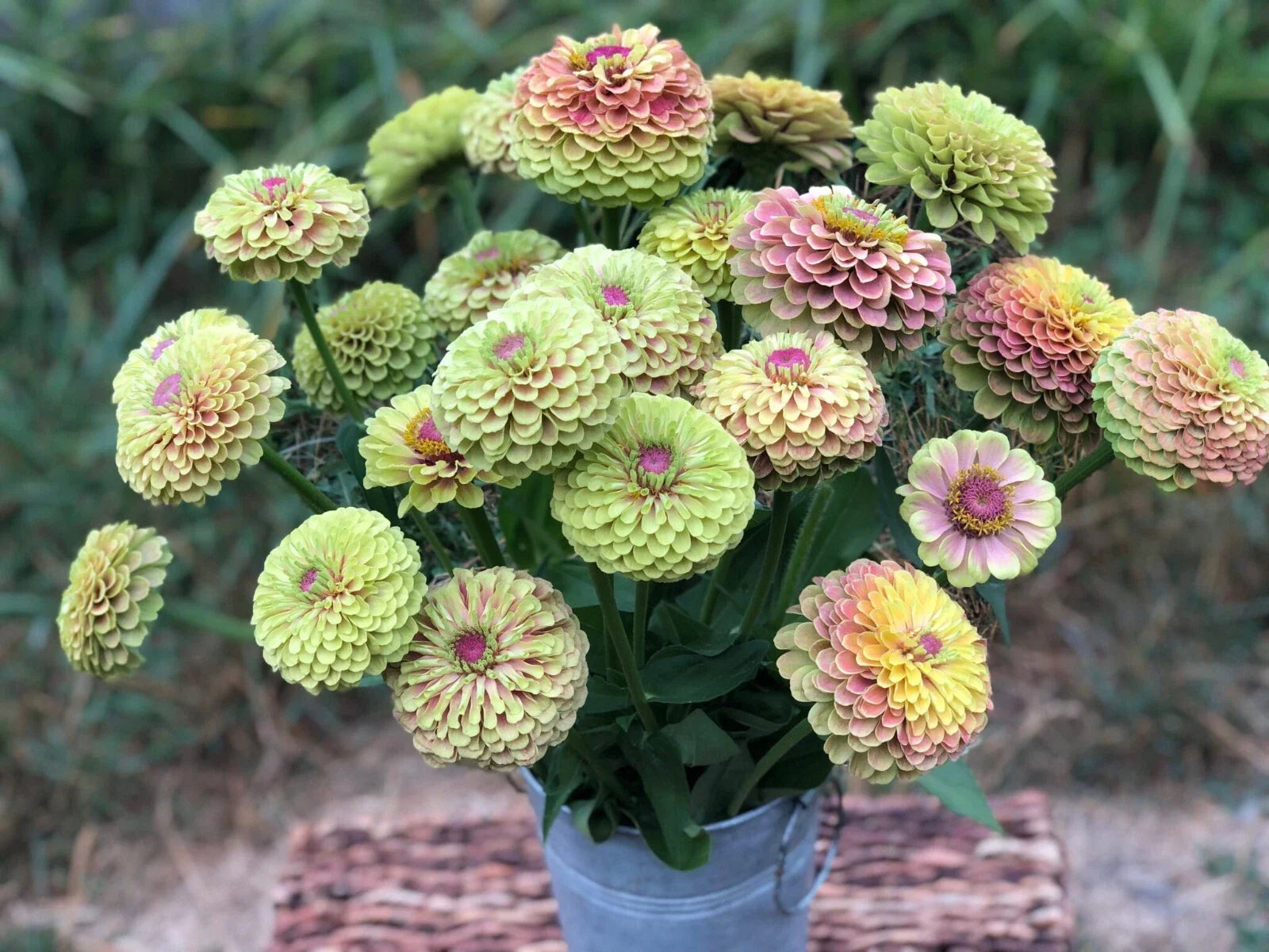 Queen Lime Blush Zinnia Seeds - 100+ Pack for Garden Planting - Zinnia elegans - USA Grown, Free Shipping