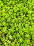 Angelina Sedum Live Plants - 5in Perennial Ground Cover - Sedum rupestre 'Angelina' - Low Maintenance, Drought Tolerant