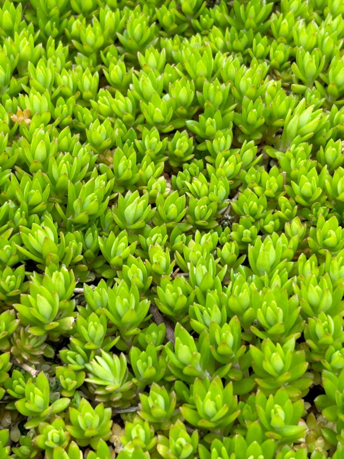 Angelina Sedum Live Plants - 5in Perennial Ground Cover - Sedum rupestre 'Angelina' - Low Maintenance, Drought Tolerant