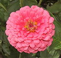 Zinnia Seeds - Non-GMO Giant Hot Pink Flower - Pollinator Friendly - Zinnia elegans