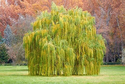 Outdoor STEM Project Kit | Weeping Willow Tree | Educational Gardening Activity for Kids | Salix babylonica