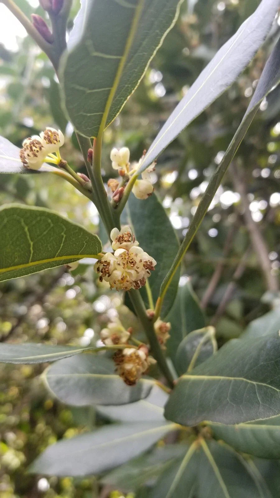 Bay Laurel Tree Cuttings 5 Stems Culinary Use Propagation Laurus nobilis Free Shipping