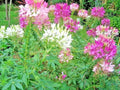 Spider Plant Seeds Mix - 500+ Seeds for Container Gardening - Drought Tolerant Summer Flowers - Chlorophytum comosum