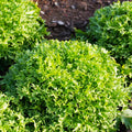 Endive Seeds - Tres Fine Frisee Narrow Leaved Thin Leaf Yellow - For 2025 Planting (Cichorium endivia)