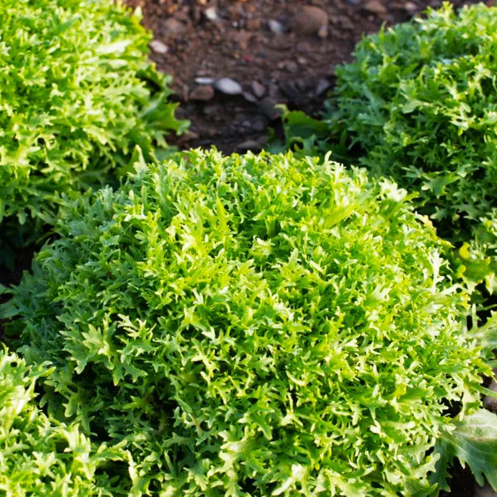 Endive Seeds - Tres Fine Frisee Narrow Leaved Thin Leaf Yellow - For 2025 Planting (Cichorium endivia)
