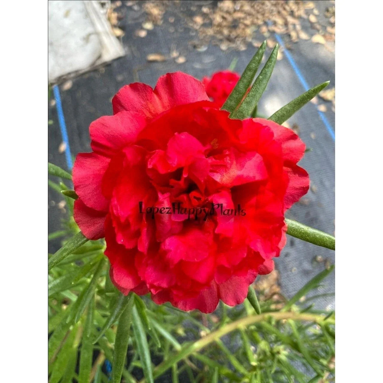 Unrooted Cuttings - Red "MERAH" Portulaca grandiflora - Succulent Plant Cuttings for Garden or Indoor Decor