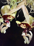 Stanhopea Ocalata Orchid Plant - One Rooted Bulb, Bare Root, Unique Tropical Flowering Variety