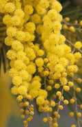 Golden Mimosa Tree Seeds - 30 Count - Acacia baileyana - Ideal for Planting and Landscaping