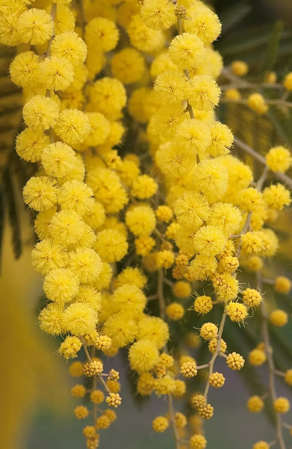 Golden Mimosa Tree Seeds - 30 Count - Acacia baileyana - Ideal for Planting and Landscaping