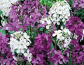 Dame's Rocket Seeds Mix - 100 Fresh Seeds in Mixed Colors - Hesperis matronalis - Free Shipping