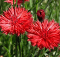 Red Bachelor Button Seeds 400+ Tall Cornflower Flower Garden, Centaurea Cyanus
