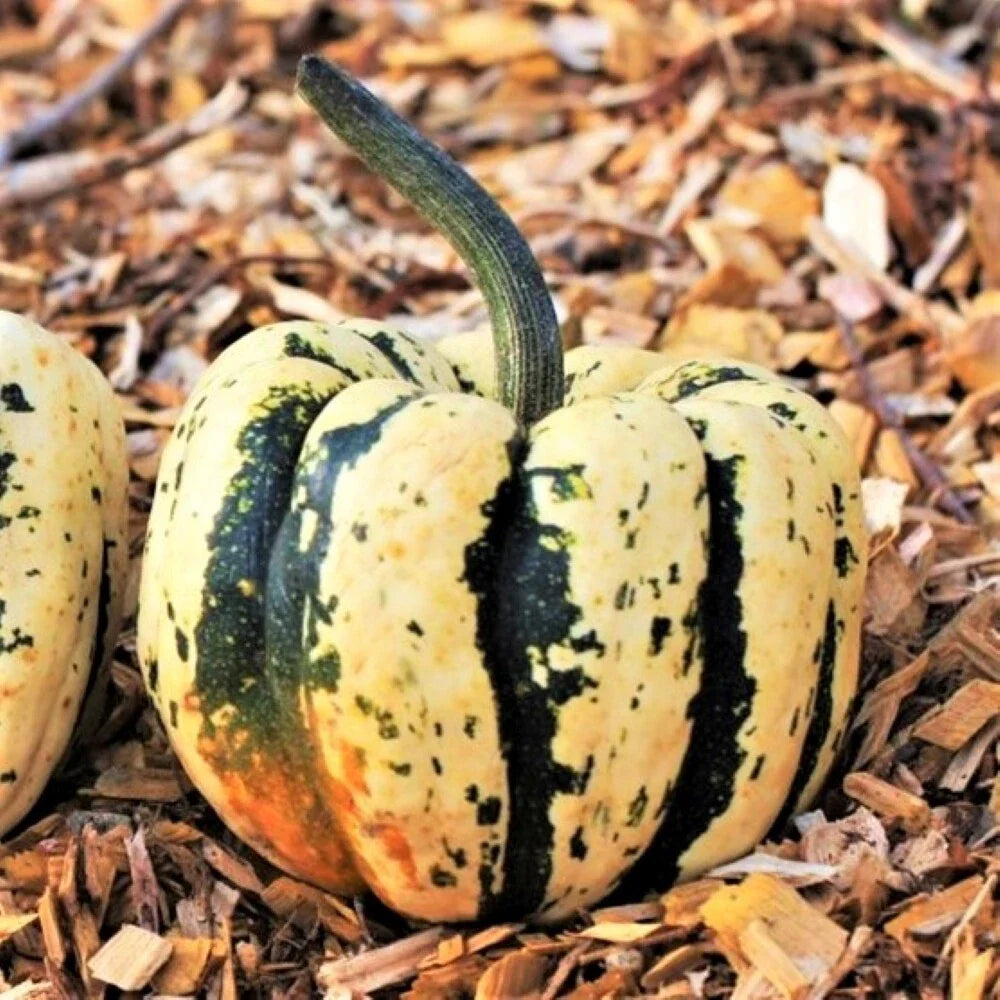 Sweet Dumpling Squash Seeds | Carnival Acorn Delicata Kabocha Pumpkin | Heirloom Variety for Fall Gardening