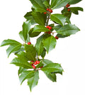 20 Thin Cuttings Scions American Holly Ilex opaca Hardy Native Shrub Tree for Screening