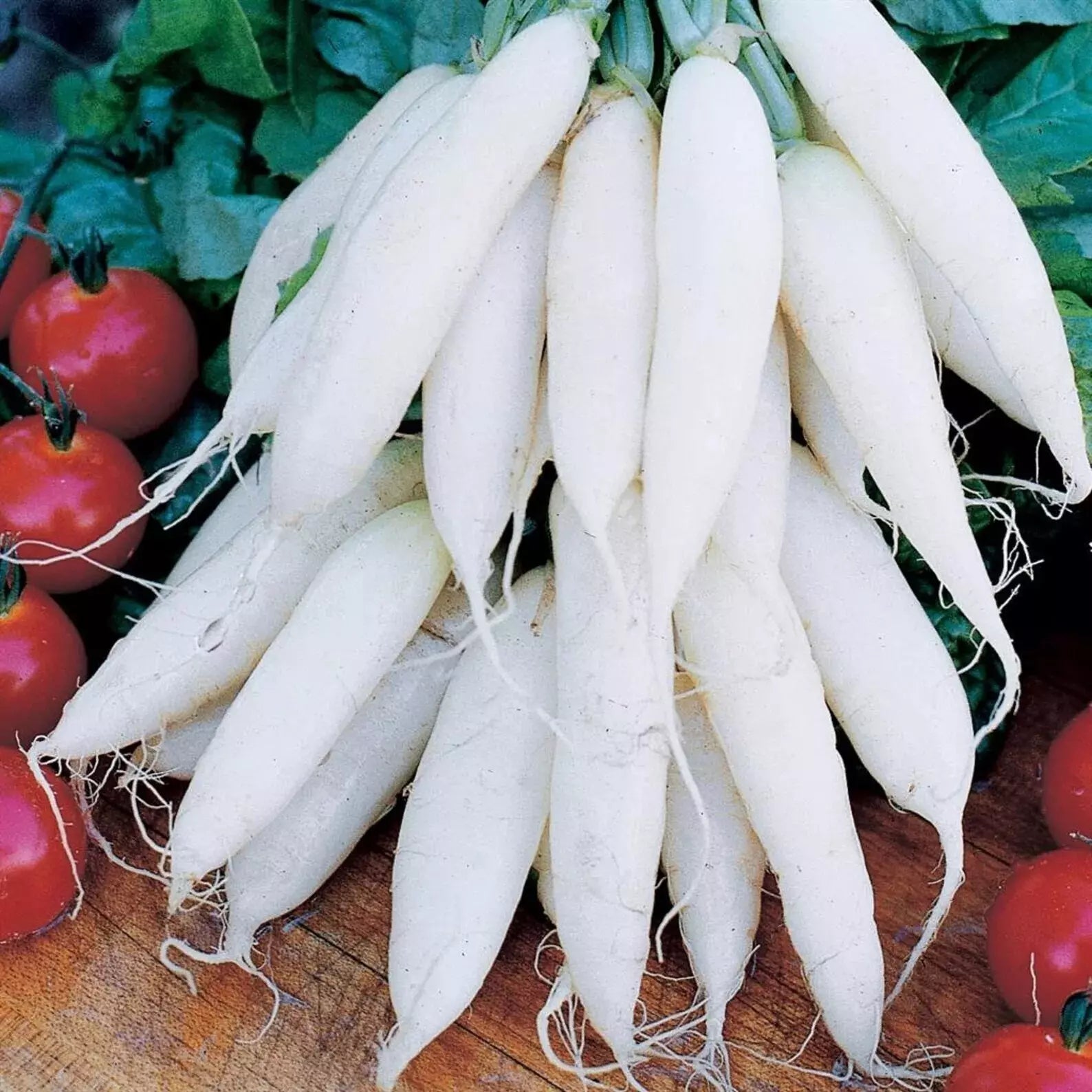 White Icicle Radish Seeds - 50+ Heirloom Organic NON-GMO - Fresh Rare Variety - Raphanus sativus