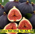 Celeste Fig Tree 3Gal Pot Edible Fruit Tree Perfect for Patio | Ficus carica 'Celeste'