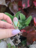 Mother of Thousands Kalanchoe Succulent Plant - 5 Pack - Mexican Hat Plant - Kalanchoe daigremontiana