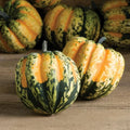 Sweet Dumpling Squash Seeds - 10 Organic Seeds - Cucurbita pepo - USA Grown, Ships Free