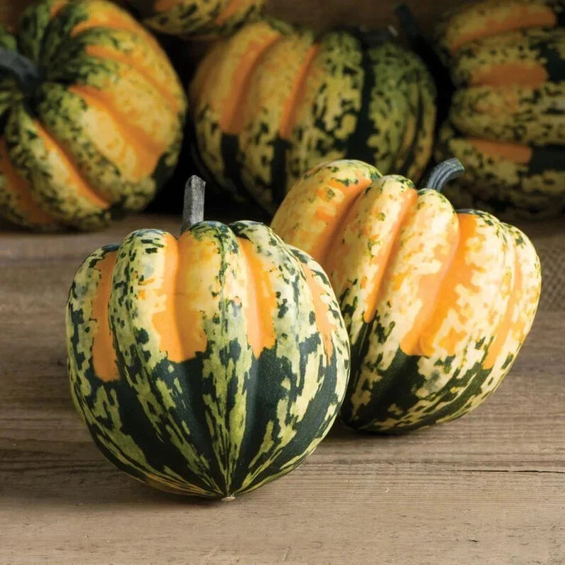 Sweet Dumpling Squash Seeds - 10 Organic Seeds - Cucurbita pepo - USA Grown, Ships Free