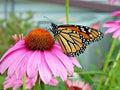 Purple Coneflower Seeds 1 oz - Perennial Native Wildflower - Echinacea purpurea - Medicinal Plant Flowers