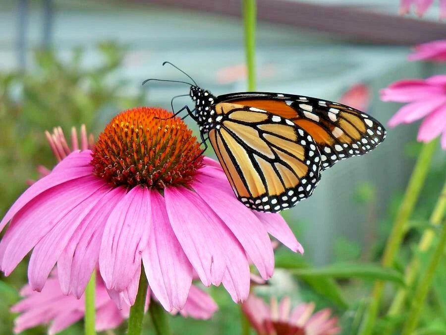 Purple Coneflower Seeds 1 oz - Perennial Native Wildflower - Echinacea purpurea - Medicinal Plant Flowers