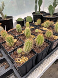 Tricho Hybrid Succulent Plant 4” Pot | Unique Varieties | Easy Care | Trichocereus Hybrid
