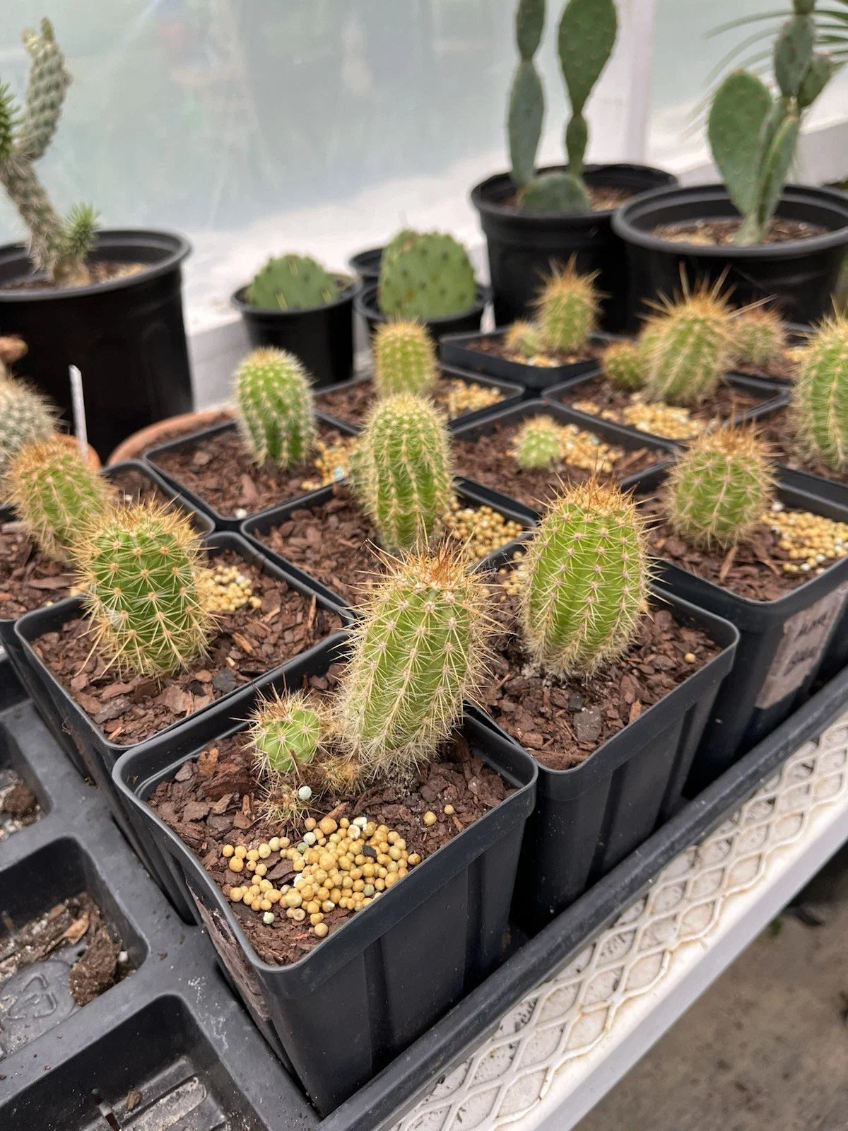 Tricho Hybrid Succulent Plant 4” Pot | Unique Varieties | Easy Care | Trichocereus Hybrid