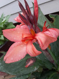 Coral Pink Canna Lily Bulbs (2) - Rare Color Canna Indica - Vibrant Garden Flowers