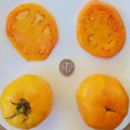 Golden Jubilee Seeds - 25 Pack - Heirloom Variety - Vegetable Seeds - Perfect for Home Gardening