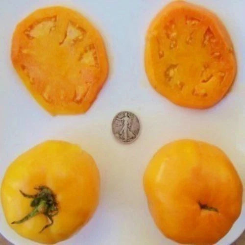 Golden Jubilee Seeds - 25 Pack - Heirloom Variety - Vegetable Seeds - Perfect for Home Gardening