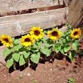 Dwarf Sunflower Seeds - 50+ Sunspot Variety - Native Wildflower Flowering Annual - Perfect for Containers