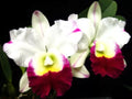 Cattleya Orchid Plant 2.5" Pot Rlc. Memoria Anna Balmores 'Carmela'