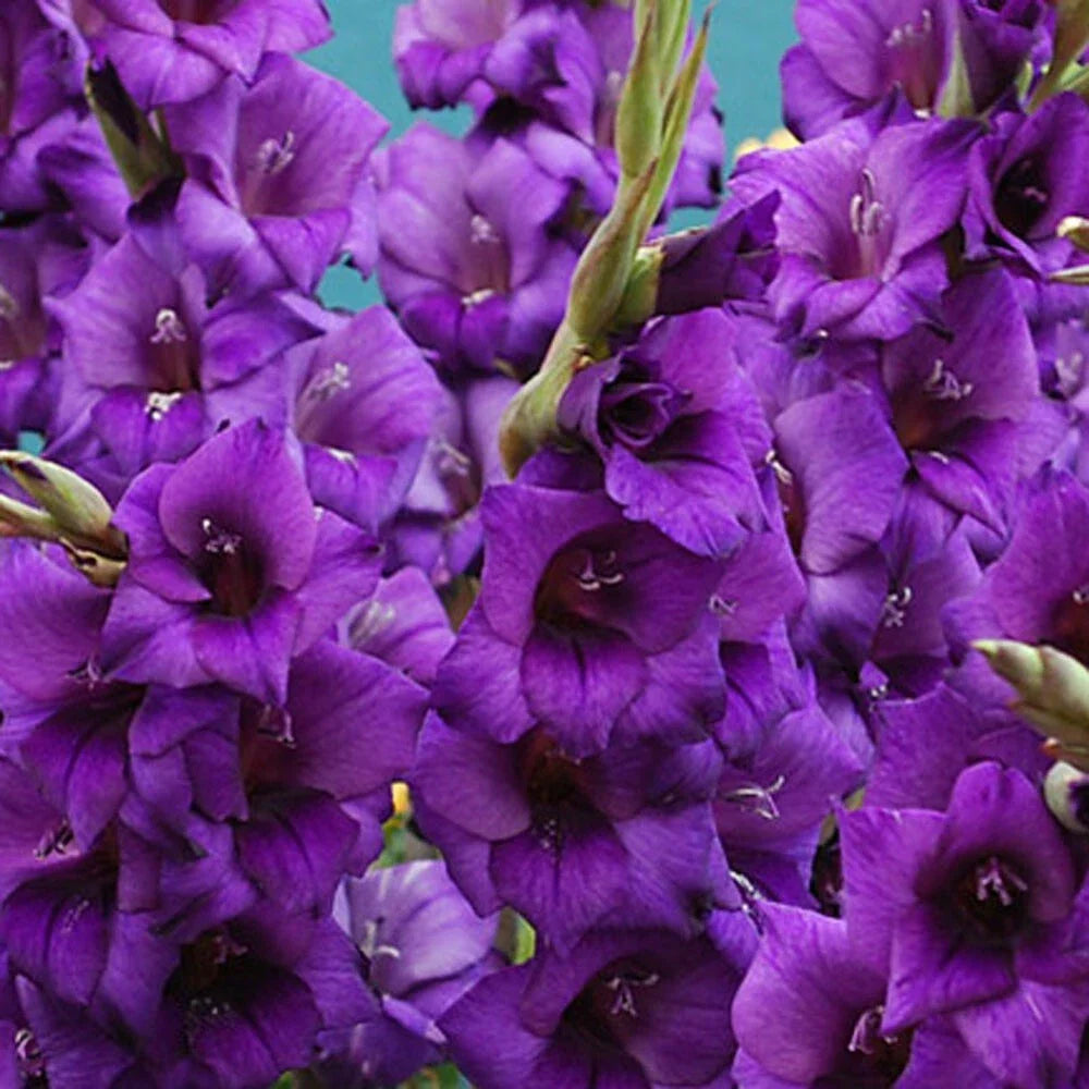 Gladiolus Bulbs 12-14cm Purple Flora Tall Sword Lily Velvety Blooms Gladiolus 'Purple Flora'