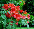 Live Plant Starter Orange Hummingbird Trumpet Creeper Vine Campsis radicans