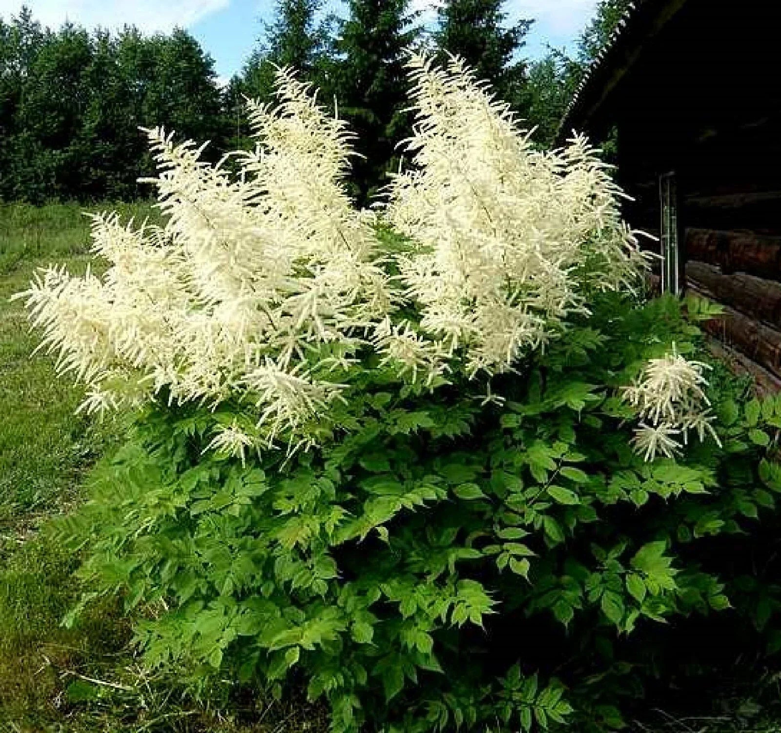 Goats Beard Seeds - 100+ Showy Plumes - Aruncus dioicus - Perennial Flowering Plant - Free Shipping