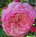 Wedding Rose Cuttings - 3 Fresh Con Stan Rose Stems - Ideal for Floral Arrangements and Bouquets - Rosa Hybrid