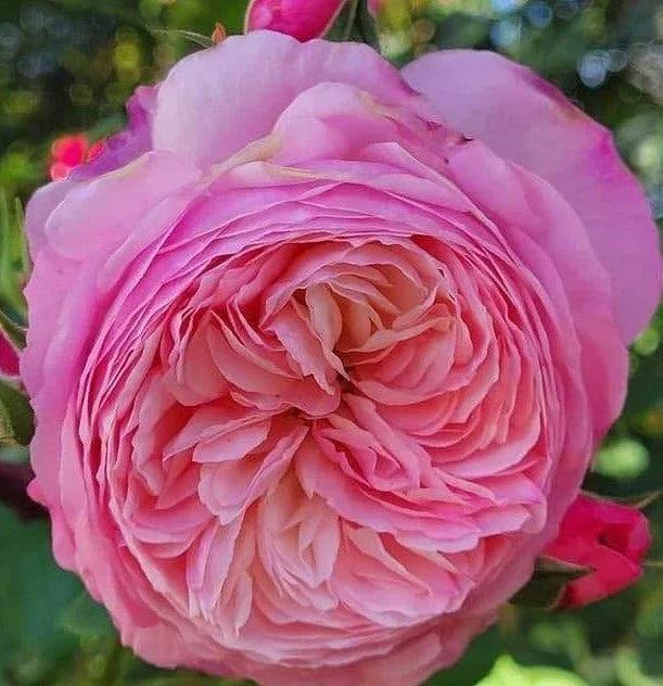 Wedding Rose Cuttings - 3 Fresh Con Stan Rose Stems - Ideal for Floral Arrangements and Bouquets - Rosa Hybrid