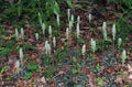 Live Rattlesnake Orchid Plant - 20 Root Systems - Perennial - Goodyera oblongifolia