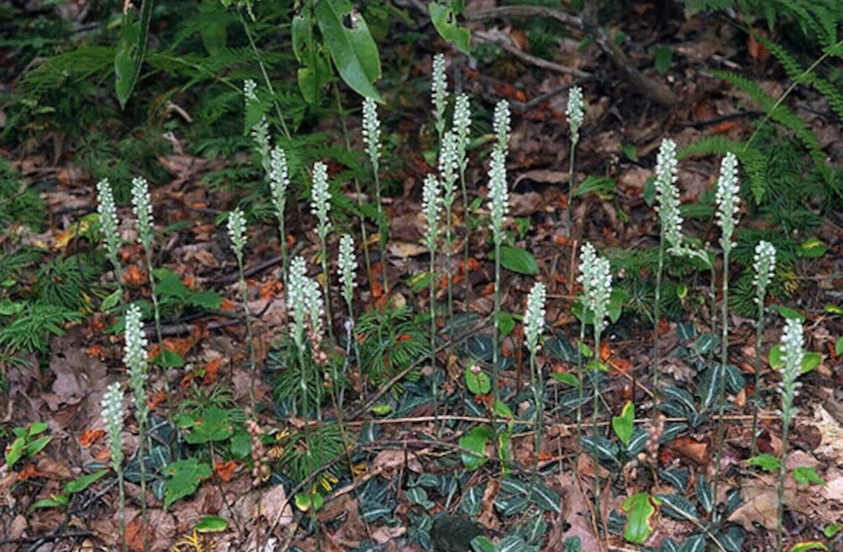 Live Rattlesnake Orchid Plant - 20 Root Systems - Perennial - Goodyera oblongifolia