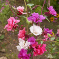 Clarkia Flower Seeds, Elegant Graceful Blooms, CLARKIA Unguiculata, Non-GMO, Annual Wildflower Seeds