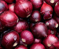 Onion Seeds 250+ Red Burgundy Culinary Vegetable Garden Allium cepa