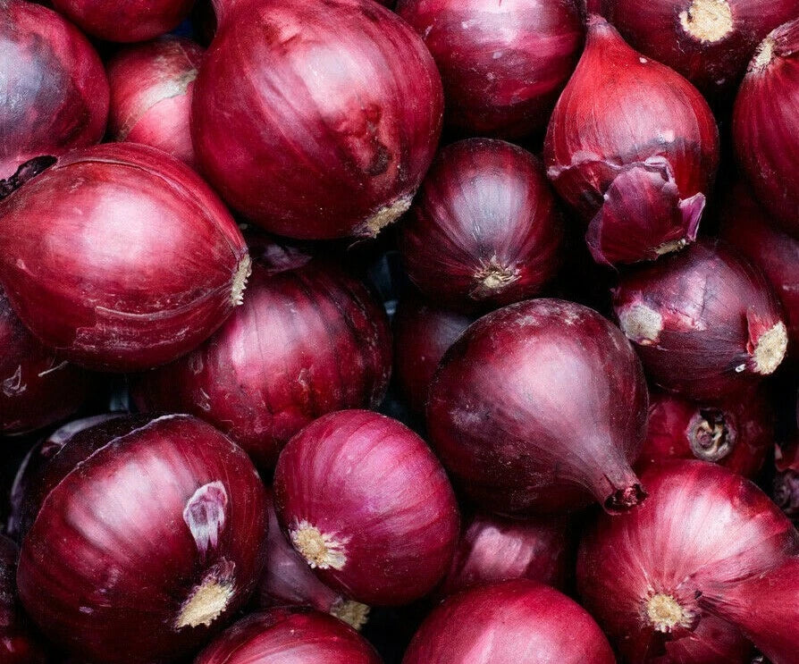 Onion Seeds 250+ Red Burgundy Culinary Vegetable Garden Allium cepa